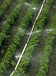 Picture of a crop being watered